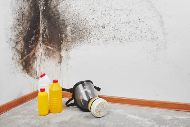 Best Black Mold Removal  in Cypress, CA