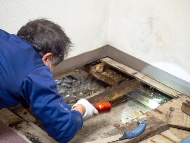 Best Commercial Mold Removal  in Cypress, CA