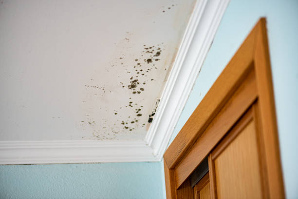 Best Mold Testing  in Cypress, CA