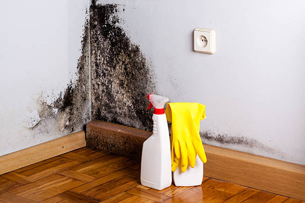 Best Certified Mold Removal  in Cypress, CA