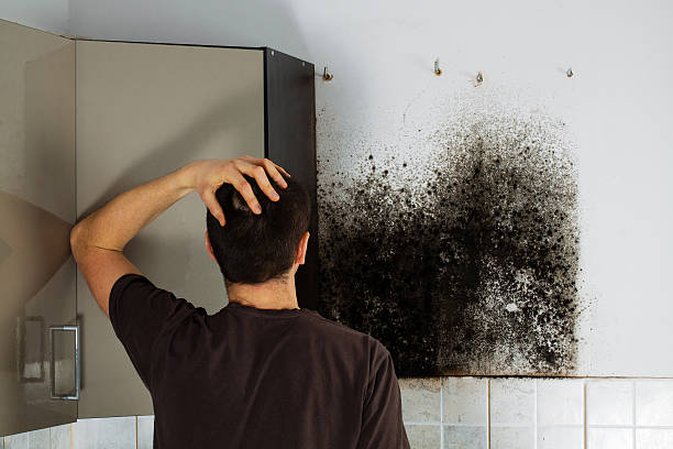 Best Affordable Mold Removal  in Cypress, CA