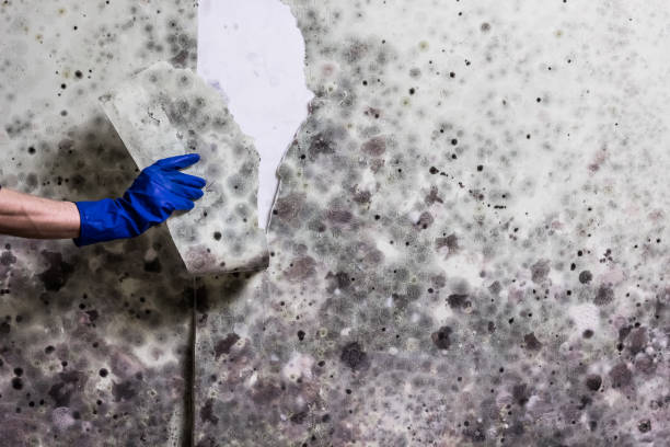Best Home Mold Removal  in Cypress, CA