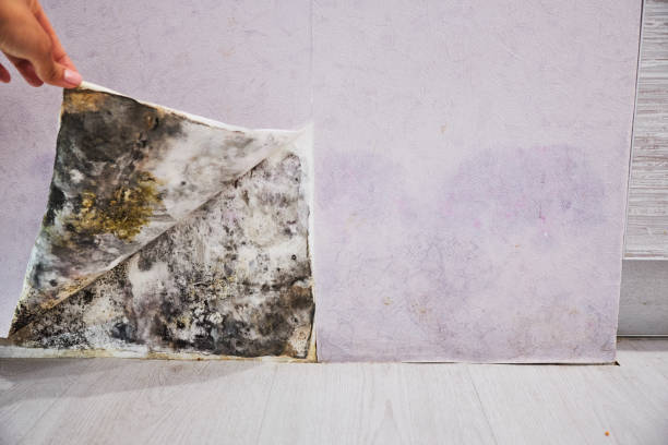 Best Same-Day Mold Removal  in Cypress, CA